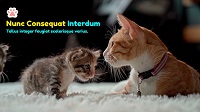 Mother Cat and Kitten on Furry Blanket presentation Thumbnail with Dummy Text Title